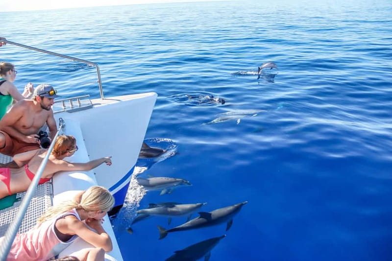 Funchal:Hop-on Hop-off Bus & Whale & Dolphin boat Excursion - Starting at Avenida do Mar and planning your first loop