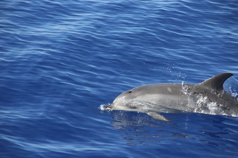 Funchal:Hop-on Hop-off Bus & Whale & Dolphin boat Excursion - Câmara de Lobos and the western coastal road