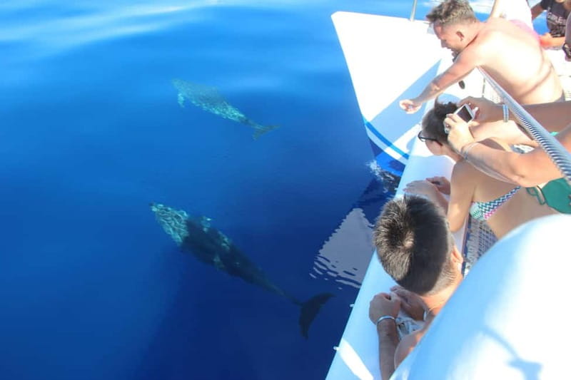 Funchal:Hop-on Hop-off Bus & Whale & Dolphin boat Excursion - Boarding the catamaran at VMT City Pier