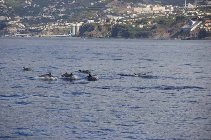 Funchal:Hop-on Hop-off Bus & Whale & Dolphin boat Excursion - Madeira wine at Old Blandys and embroidery at Bordal