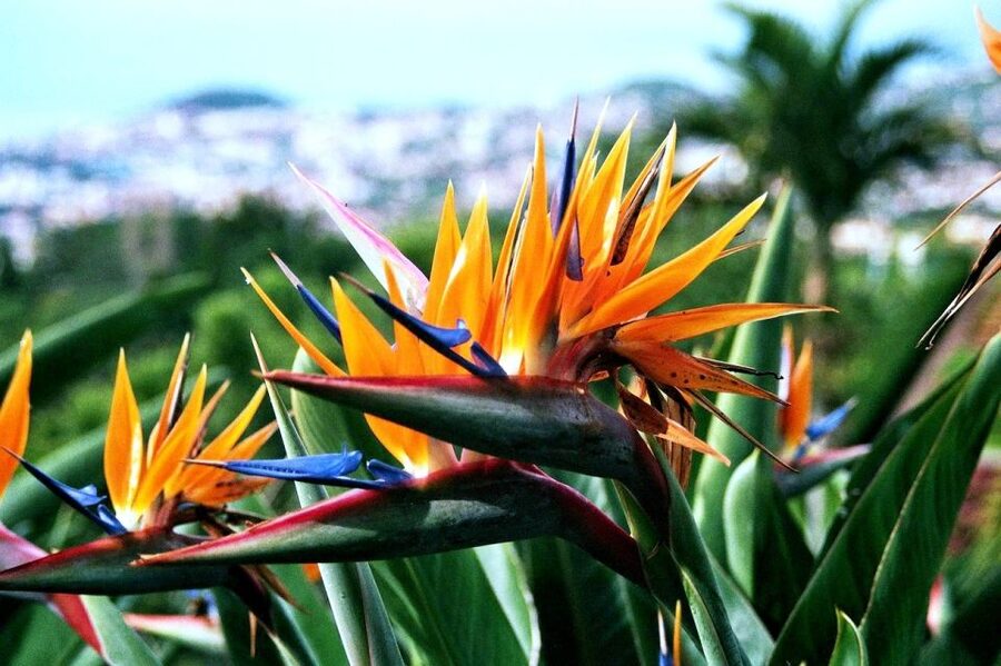 Funchal: Madeira Botanical Garden Private Tuk-Tuk Tour - The natural history museum option