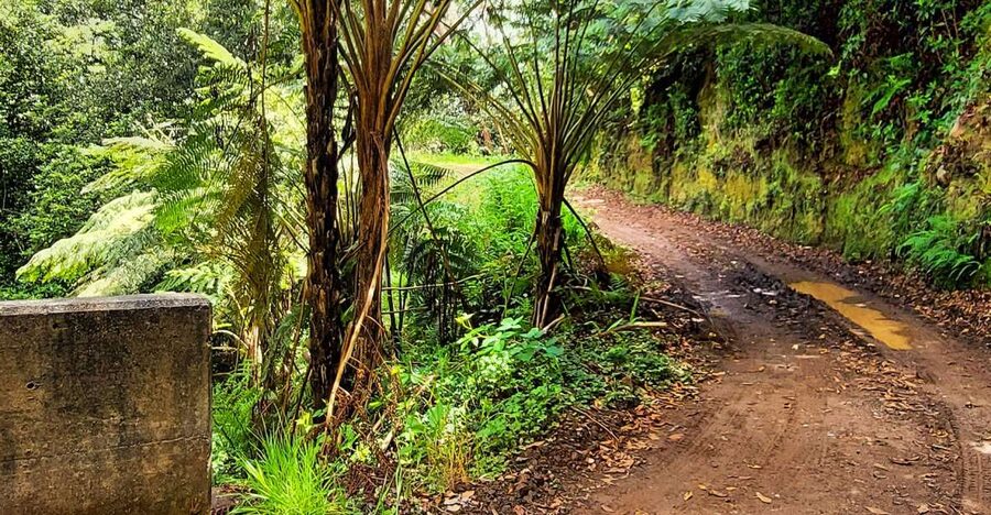 Funchal: Madeira Island 4x4 Private Customizable Tour - Off-road sections and the open 4x4 roof