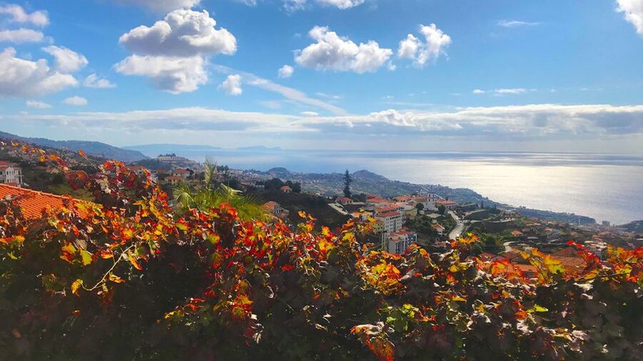 Funchal: Northern Levada Walking Tour - Following the levada through Quinta Grande