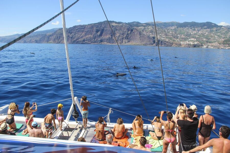 Funchal: Pico Arieiro, Cristo Rei and Dolphins Watching - A three-hour catamaran search for dolphins and whales