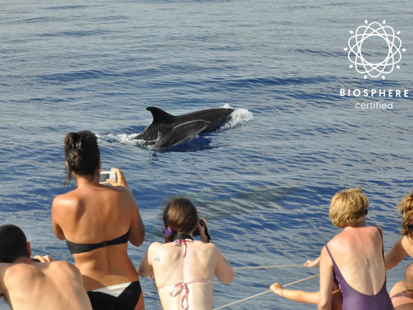 Funchal: Pico Arieiro, Cristo Rei and Dolphins Watching - Is $104 good value for a full day?