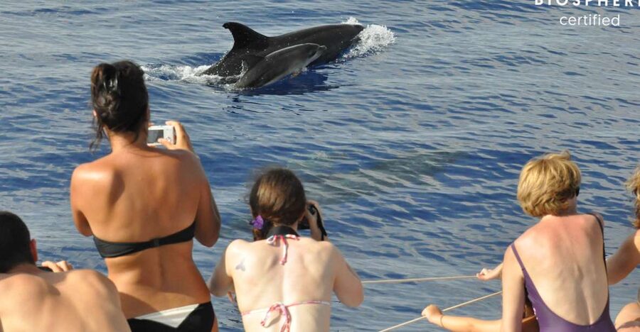 Funchal: Pico Arieiro, Cristo Rei and Dolphins Watching - Santa Cruz and Madeira’s steep farm terraces