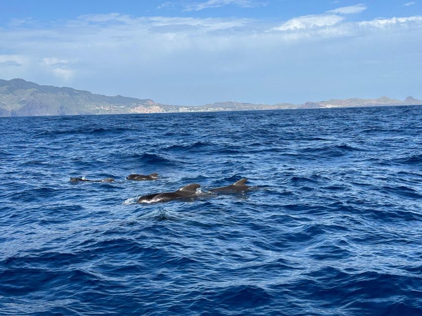 Funchal: RIB Whale Watching Cruise and Optional Dolphin Swim - What the dolphin swim really involves