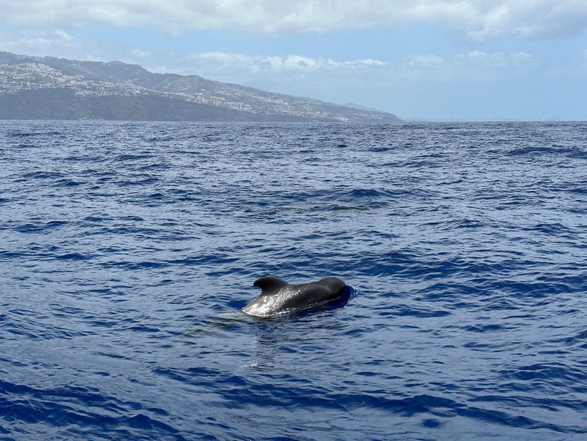 Funchal: RIB Whale Watching Cruise and Optional Dolphin Swim - Madeira’s coast and the Cabo Girão view