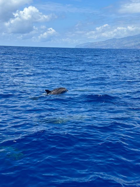 Funchal: RIB Whale Watching Cruise and Optional Dolphin Swim - Who will enjoy this Madeira boat trip?