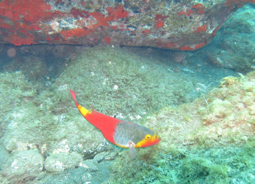 Funchal: Scuba Diving Experience for Beginners - What I would check before booking