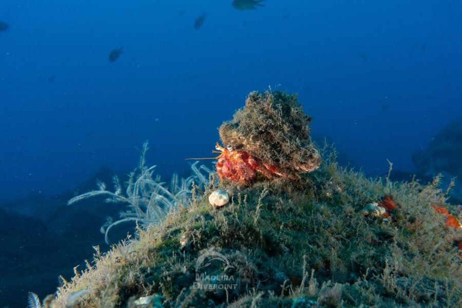 Funchal: Scuba Diving Experience for Beginners - What the ocean portion feels like