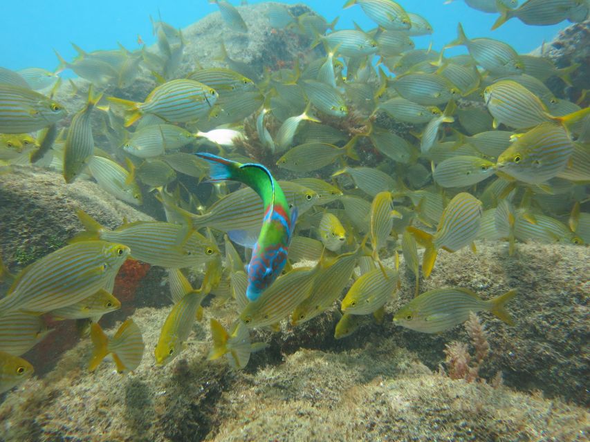 Funchal: Scuba Diving Experience for Beginners - Who gets the best value for $53