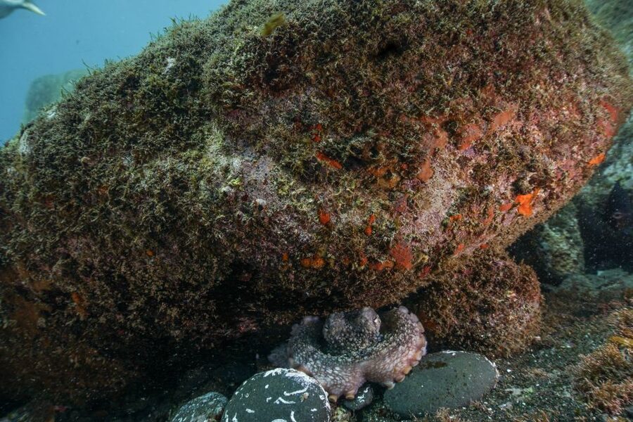 Funchal: Scuba Diving Experience for Beginners - Age, health, and flight rules