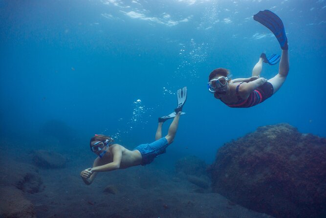 Funchal: Snorkeling Adventure in Eco-Park / Shore or by Boat - The fish you may see around Madeira