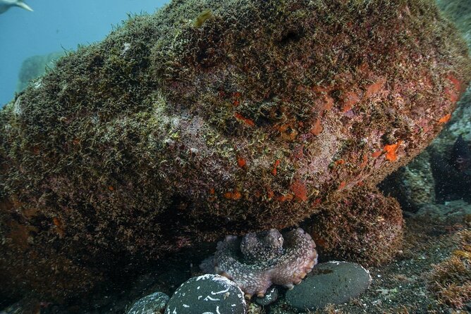 Funchal: Snorkeling Adventure in Eco-Park / Shore or by Boat - Why beginners may find this a good first snorkel
