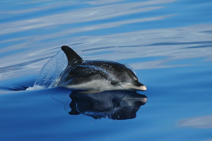 Funchal: Whale and Dolphin Watching Speed Boat Tour - What makes this Funchal speed boat trip special