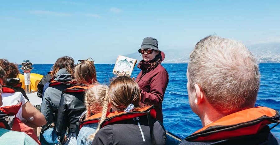 Funchal: Whale and Dolphin Watching Speed Boat Tour - Searching for dolphins and whales with spotters