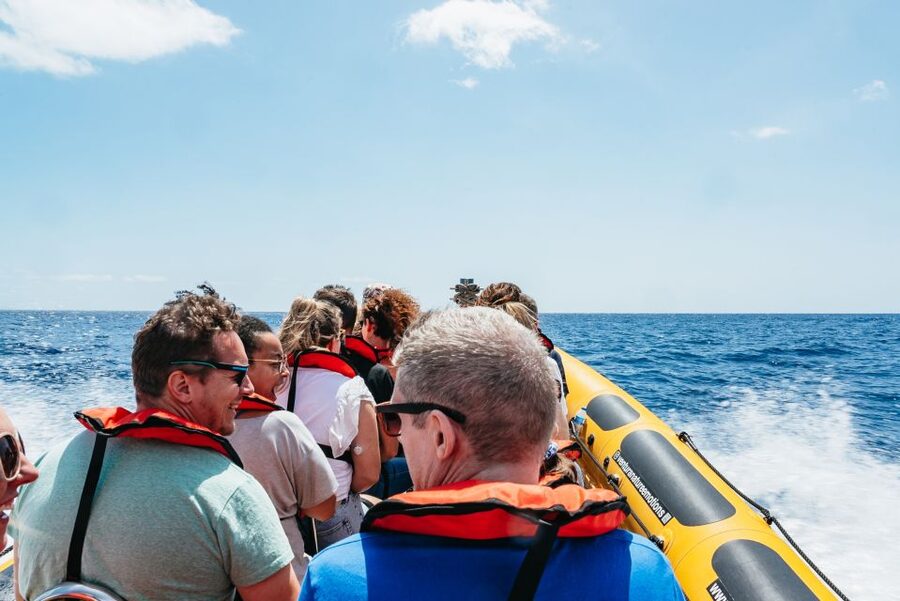 Funchal: Whale and Dolphin Watching Speed Boat Tour - Dolphins, pilot whales, and sperm whales