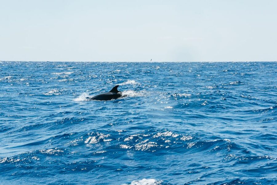 Funchal: Whale and Dolphin Watching Speed Boat Tour - How the 2.5-hour itinerary works