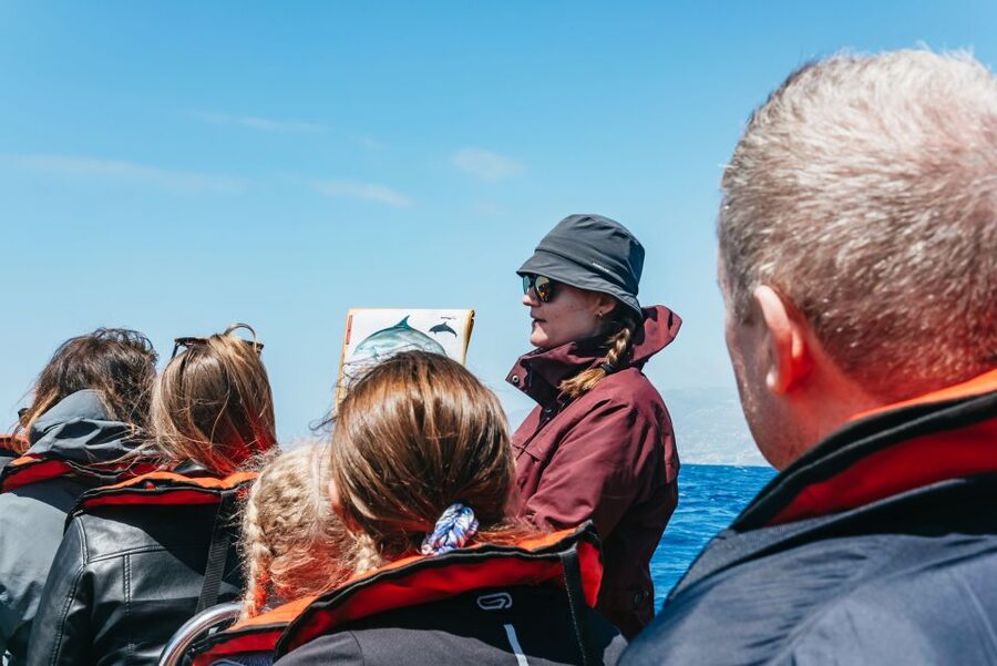 Funchal: Whale and Dolphin Watching Speed Boat Tour - Price, group size, and overall value