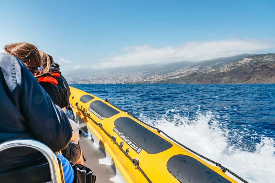 Funchal: Whale and Dolphin Watching Speed Boat Tour - Who should book, and who should skip it