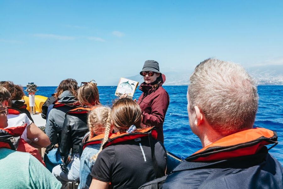 Funchal: Whale and Dolphin Watching Speed Boat Tour - The ride along Madeira’s coast