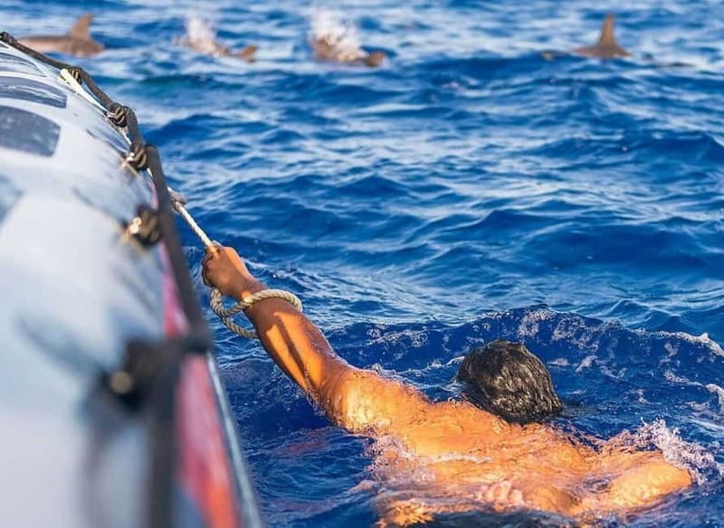 Funchal: Whale Watching and Swimming with Dolphins Cruise - Key points at a glance