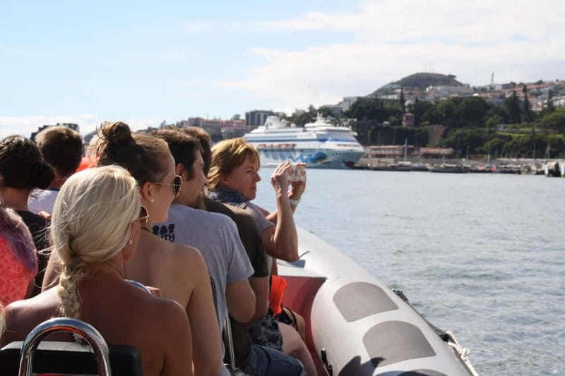 Funchal: Whale Watching and Swimming with Dolphins Cruise - The wildlife you may see off Funchal
