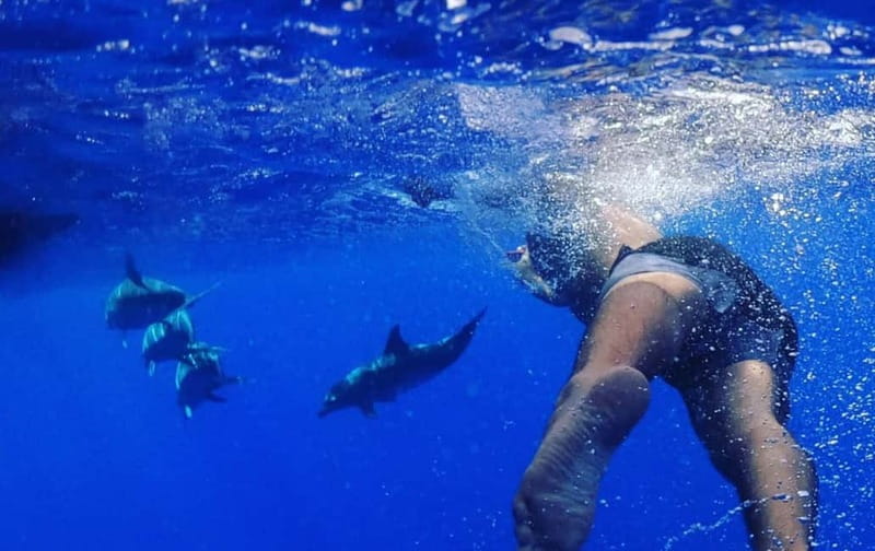 Funchal: Whale Watching and Swimming with Dolphins Cruise - What the dolphin swim really means