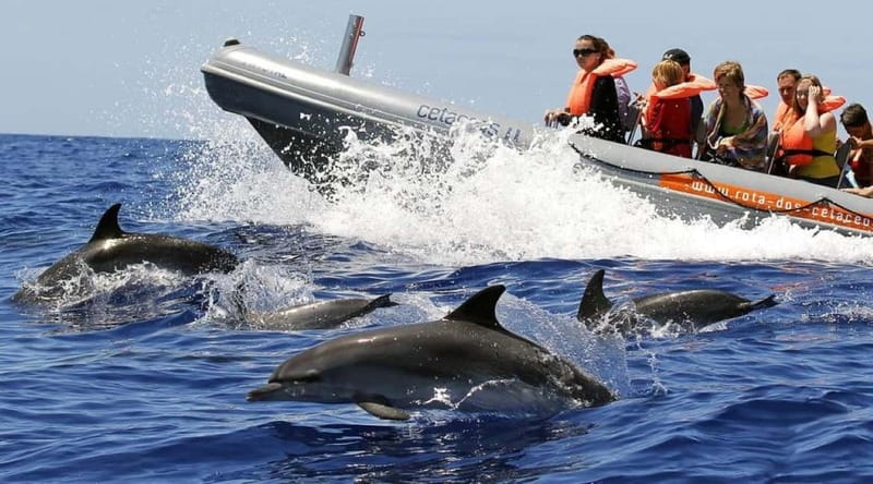 Funchal: Whale Watching and Swimming with Dolphins Cruise - The marine biologist and the quality of the guiding