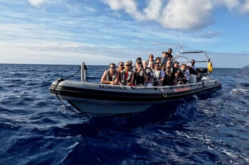 Funchal: Whale Watching and Swimming with Dolphins Cruise - Is $94 a sensible price?