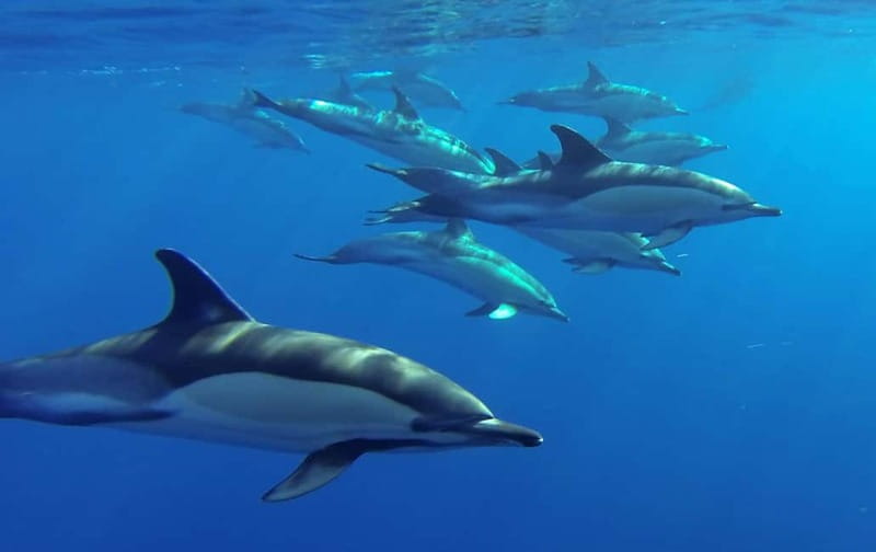 Funchal: Whale Watching and Swimming with Dolphins Cruise - Practical advice for choosing your boat day