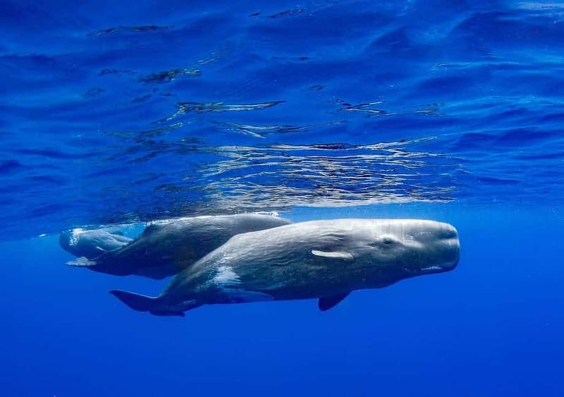 Funchal: Whale Watching and Swimming with Dolphins Cruise - Who will enjoy this Madeira cruise?