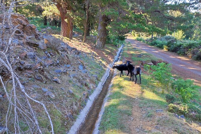 Gastro hike (Private Tour) - Dinner is a hands-on Madeiran meal