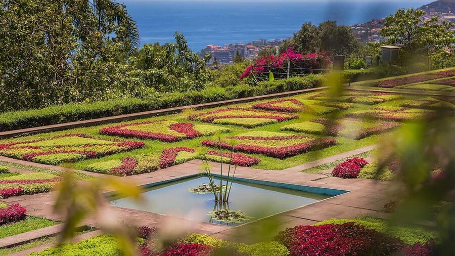 Guided Tuk-Tuk Tour to Botanical Garden (From Funchal) - What the one-hour format really offers