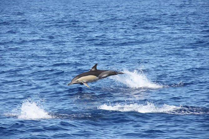 Half-day Catamaran Trip from Funchal - Cabo Girão and the swim stop