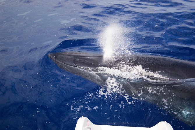 Half-day Catamaran Trip from Funchal - Practical tips for a smoother outing