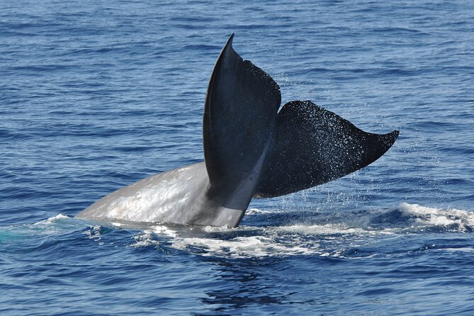 Half-day Catamaran Trip from Funchal - Seeing Madeira from the water