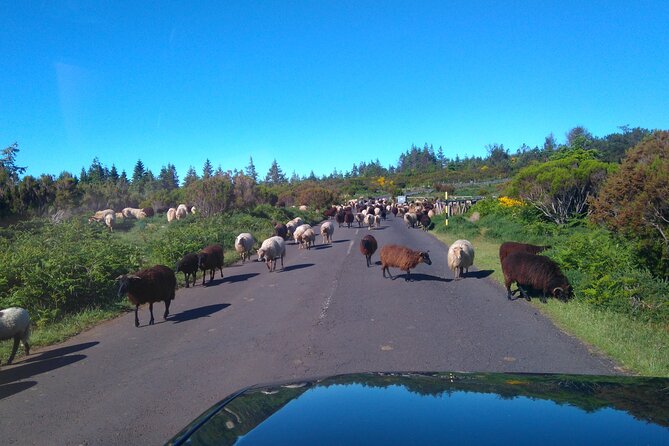 Half Day Jeep Safari Tour at Pico Areeiro and Santo da Serra - Pico do Facho above Machico