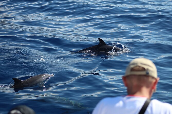 Half Day Madeira Island Cruise with Lunch - Madeira’s coast from the water