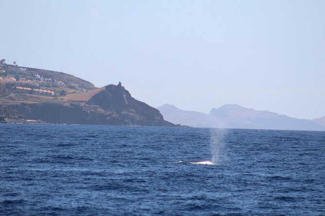 Half Day Madeira Island Cruise with Lunch - The Calhau da Lapa swimming stop