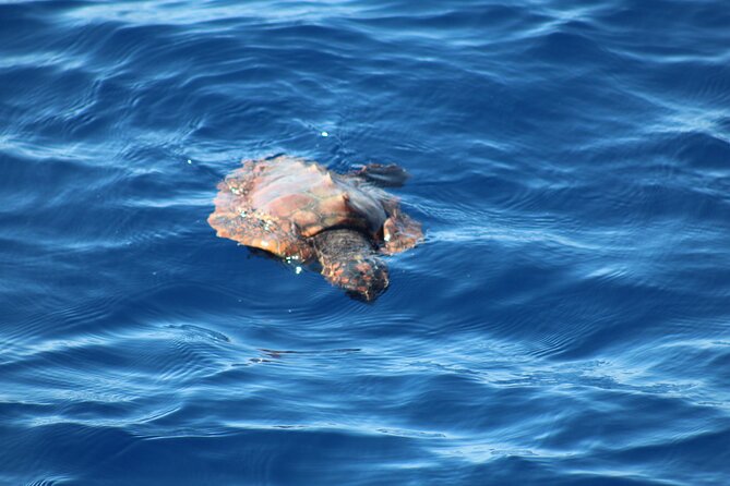 Half Day Madeira Island Cruise with Lunch - Buffet lunch after the swim