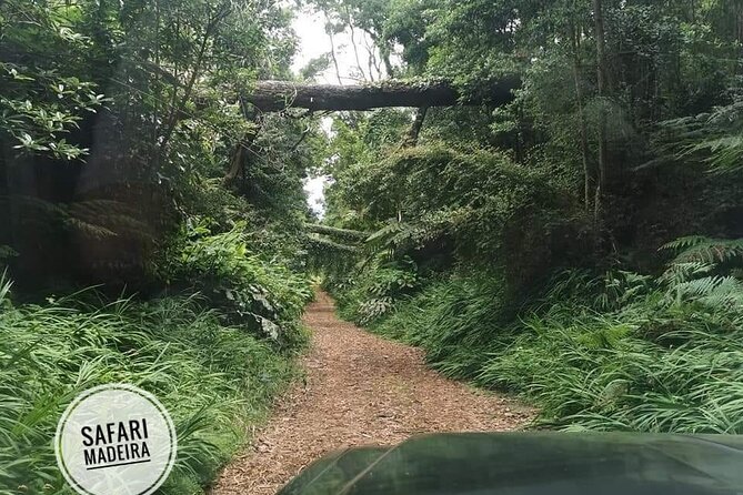 Half-Day Small-Group Madeira Village Safari from Funchal - What this Madeira safari really is