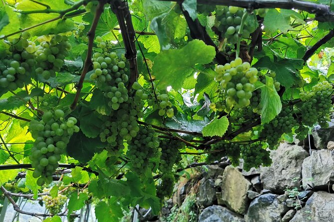 Half-Day Small-Group Wine Tour in Madeira - A four-hour route from hotel pickup to wine country