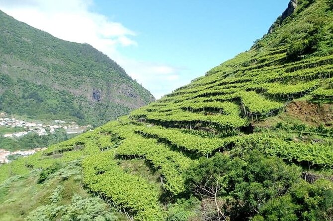 Half-Day Small-Group Wine Tour in Madeira - Six wines, local snacks, and a useful Madeira distinction