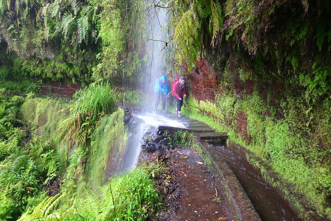 Hike in Laurisilva Levada do Rei - Madre of Life small Group guided walk - Walking through Madeira’s Laurisilva forest