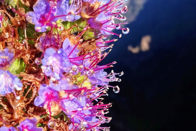Hike in Laurisilva Levada do Rei - Madre of Life small Group guided walk - What the $60.08 price really covers