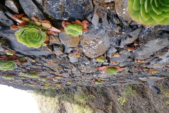 Hike Larano, Boca do Risco Porto da Cruz Levada in a small group - The Engenhos do Norte rum stop