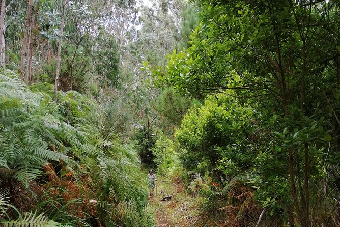 Hiking and Trekking tours in Madeira - The possible end of the day: a small bar and poncha