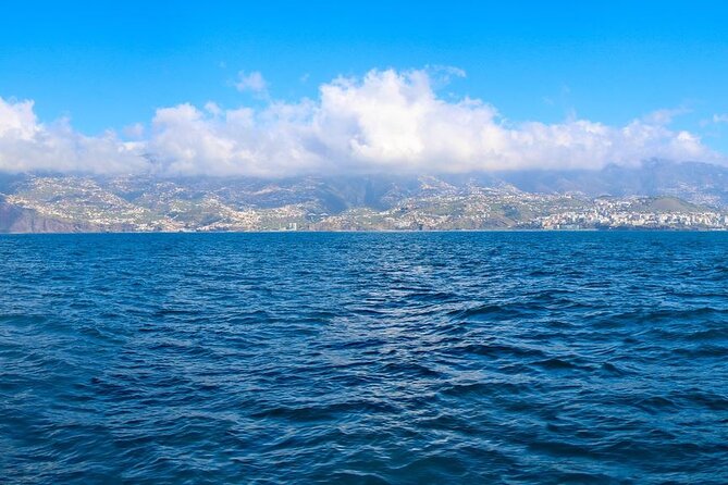 Hop-on Hop-off Bus Tour and Catamaran Whale & Dolphin Watching - Why this combination works in Funchal